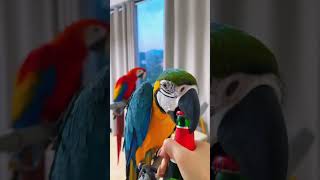 Macaw appears in the trash can…