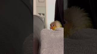 씻고 졸린 앵무새 #코뉴어 #앵무새