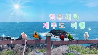 [자유비행] 앵무새 10마리와 제주도 힐링여행