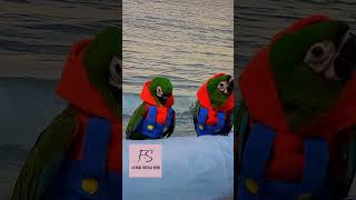 체스넛 마카우 앵무새