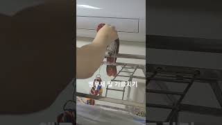 #parrot #asmr #birds #cute #lovebirds #뉴기니아앵무새 #animals #birb #cuteanimals #funny