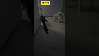 루카와 루이 #앵무새 #parrot #청금강 #청금강앵…