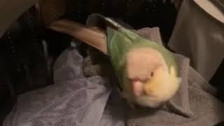 [Conure] Laundry Keeper 세탁기가 좋…