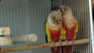 [코뉴어] 파인애플 코뉴어 초롱이와 아롱이의 다정한 모…