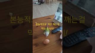 본능적으로 알깨는걸 막는 앵무새 #코뉴어 #앵무새 #알깨기