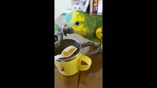 아마존 매니아 클럽 리더님 아마존 앵무새 이유식 먹는영…