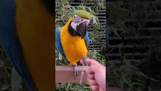 루카랑 악수!! #shorts #청금강 #청금강앵무새 #macaw
