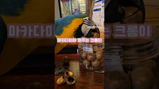 청금강ㅣ크롱ㅣ마카다미아 노동ㅣ집사에게 마타다미아를 뺏겼…