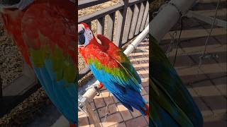 금강앵무 나들이~~