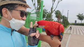 생태공원서 만난 앵무새