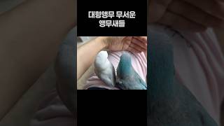 대형앵무 무서운 앵무새들  퀘이커앵무새 회색앵무 모란앵무