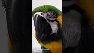 율쌤과 청금강 #앵무새병원 #앵무새키우기 #parrot…