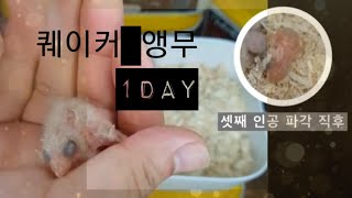 퀘이커 3형제 인공 파각 후 성장모습