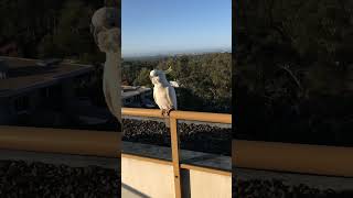 집앞에 와서 밥 달라고 기다리는 코카투