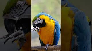 에버랜드 앵무새집 청금강앵무  / Everland Parrot house Blue & Gold Macaw