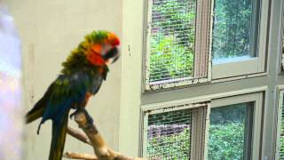 야자앵무, 청금강앵무, 금강앵무, 홍금강앵무, 보라부채…