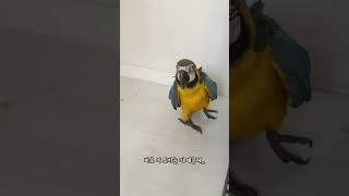 청금강앵무 이유조를 키우시려면 꼭 보세요 ! 마카우앵무새의 이유식 토하는 행동