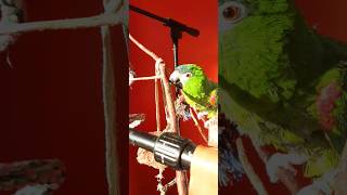 Perfect Little Parrot-Hahns Ma…