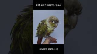 앵무새한테 이름 부르기 #코뉴어 #앵무새 #반려동물