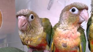 파인애플코뉴어 분양 문의 http://cafe.naver.com/iparrot