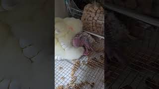 코뉴어 아가 잘자~♡                   …