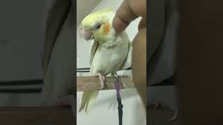 How to Make Your Cockatiel Bir…