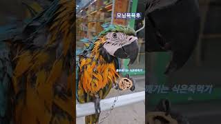 청금강 청일이 / 피호두 먹방