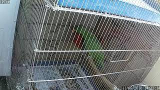 뉴기니아 와 마카우 뉴기니아 구애 행동 20181106 천둥 eclectus parrot mating
