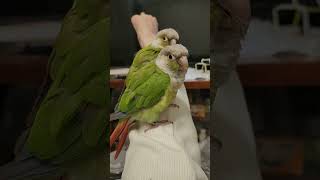 코뉴어 앵무새  ~♡