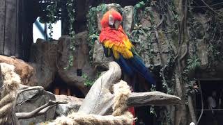 한화 아쿠아플라넷 일산 - 금강앵무 2