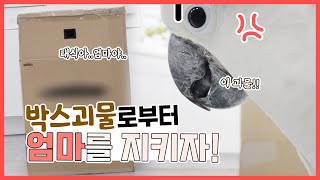 박스안에 몰래 숨어서 앵무새들 반응을 봤다! 얘들아..…