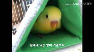 [아기앵무새]빵이 모음