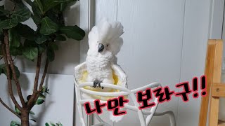 질투심에 관종력 대폭상승한 앵무새 나나공주님/질투는 나의힘/춤추고노래하기