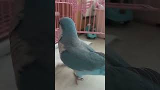 찹찹찹 걸어와서 귀엽다고 하는 앵무새 #퀘이커앵무새 #반려조 #반려동물 #quakerparrot #parrot