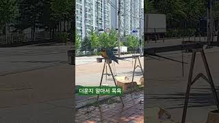 청풍이 목욕샷 #여름나기 #청금강앵무새