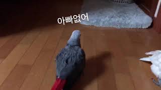 회색앵무새-아빠바라기모음