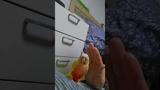 앵무새들을 괴롭히는 방법 #앵무새 #썬코뉴어 #코뉴어 #반려동물 #conure