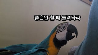 청금강앵무새 루카랑 평화로운 오후