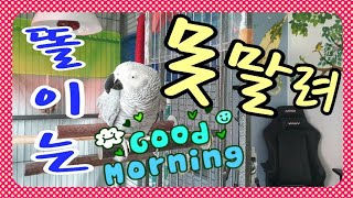 용감하게 뛰어내렸습니다[연구대상앵무새똘이]