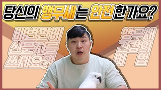 [앵무새키우기]배변판을 어떻게 사용하시고 계시나요? 베…