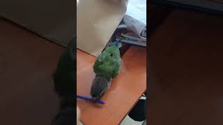 코뉴어 앵무새 일상