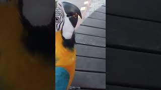 훔쳐먹는데 맛들린 루카 #animal #birds #parrot #앵무새 #동물 #animals #청금강