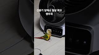 선풍기 앞에서 필살 애교 앵무새 #parrot #bir…