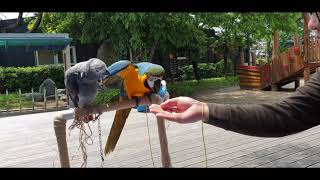 앵무새 차량용 횟대 제작후 나들이 Macaw and african Gray Parrot trip