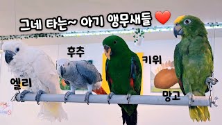 한스마카우 율리랑, 김포 버드리에서 겨우 탈출 ⁉️