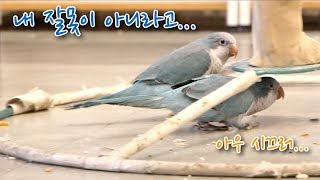 [관찰] 퀘이커 앵무새 블루와 가족~ 건강하게 함께 살…