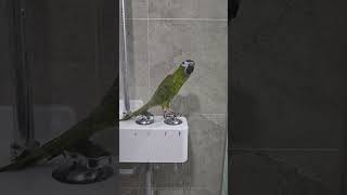 앵무새 목욕하기  #앵무새 #수속성앵무새 #한스마카우 #birds #동물