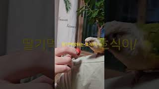 딸기 먹방하는 앵무새 #코뉴어 #앵무새 #딸기먹방