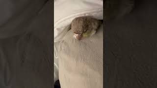 이불 덮고 자는 귀여운 열무 #birds #parrot #앵무새 #코뉴어 #cute #conure #반려동물 #pets