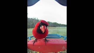 Things were going so well #bir…